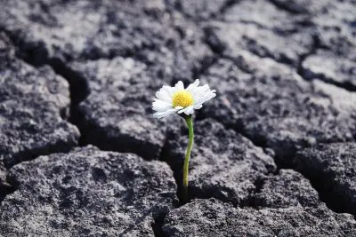 Image of a resilient flower surviving through challenges and blooming.
